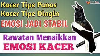 Download lagu Rumus Rawatan Menaikkan Emosi Kacer Panas dan Kacer Dingin mp3
