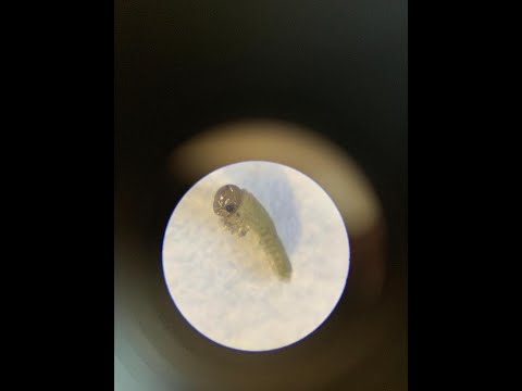 171. Feldexkursion: Herbstschädlinge im Raps - NU Agrar GmbH, 16.09.2020