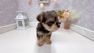 ハーフ犬の動画01