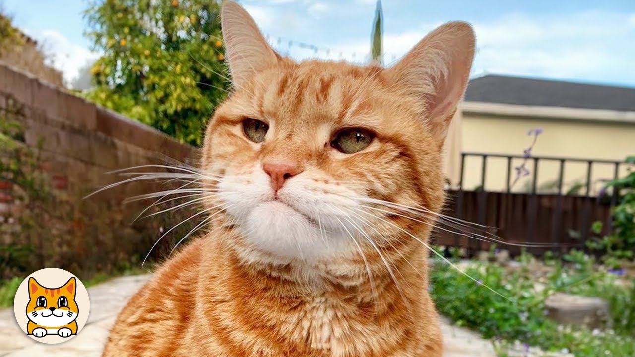 Why CATS are the Masters of Making Us LAUGH