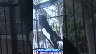 Download lagu Suara Kacer Ngekek Kasar👍 mp3