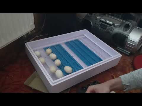 18. Bruttag - Schlupfgitter einlegen