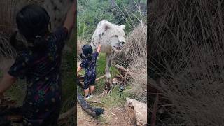 Kaedee petting a Snow Leopard at Wildflower Center #doubledkicks #wildflowercenter #austin #texas