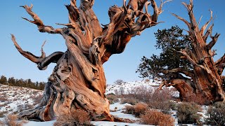 AS COISAS MAIS ANTIGAS DO MUNDO