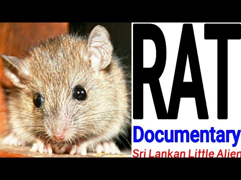 Little mouse in forest comes to a House