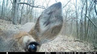Trail Cam Tuesday - November 7, 2023