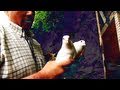 Fieldsports Britain - Hypnotise a bird and avoid a charging lion, episode 79