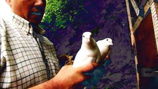 Fieldsports Britain – Hypnotise a bird and avoid a charging lion