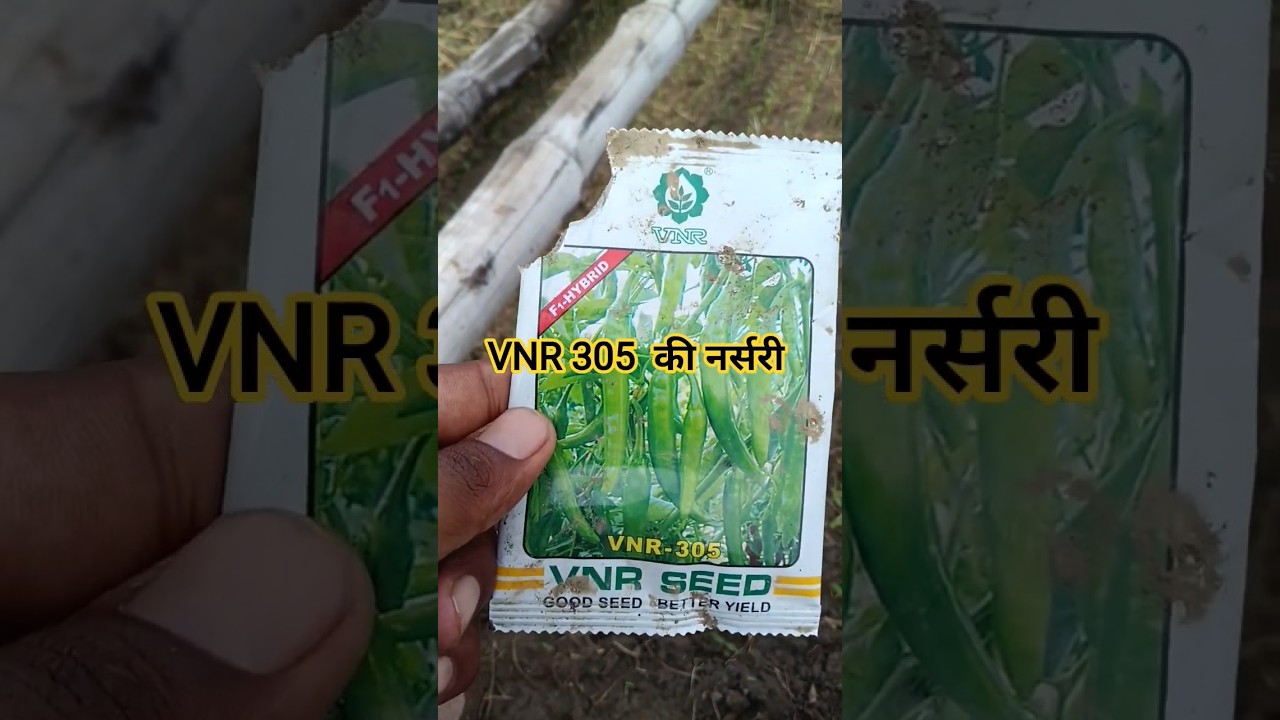 VNR 305 mirch ki narsari kaise dale#VNR 305 की नर्सरी 6 day #farming