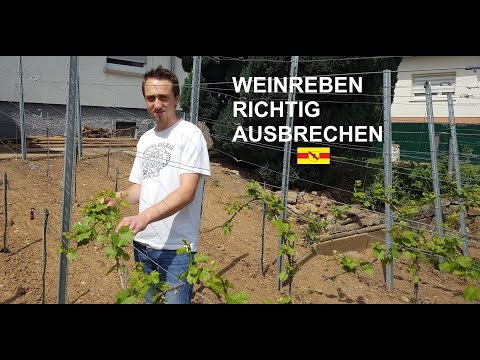 Arbeiten an der Weinrebe #03 | Ausbrechen