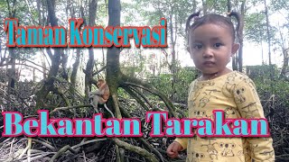 Mangrove dan Konservasi Bekantan Tarakan