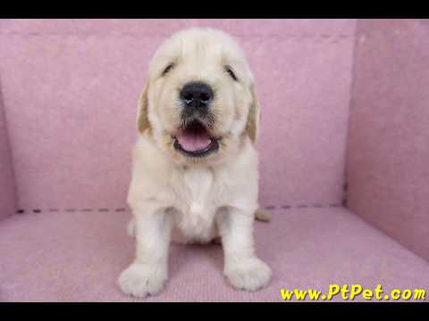 11/14黃金獵犬母幼犬1號(高雄前鎮)