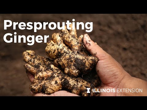 Presprouting Ginger: Start growing your own ginger!