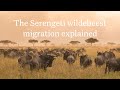 The Serengeti Wildebeest Migration Explained Expert Africa