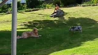 preview picture of video 'Good friends - An afternoon at Kalk Bay park (Cape Province - South Africa)'