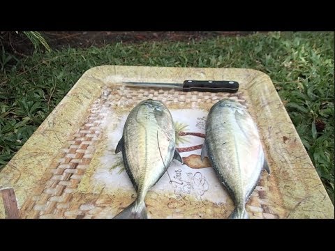 Tropical Fish Catch N Cook (Barbados Part 2)