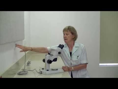 How to use a dissecting microscope?