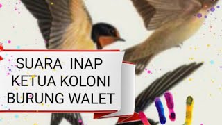 Download lagu SUARA INAP walet super handal, seminggu langsung nginap mp3