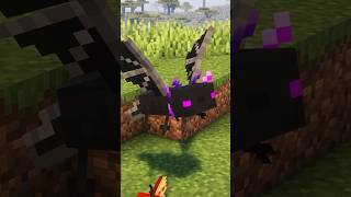 This mod adds an Ender Dragon Axolotl!