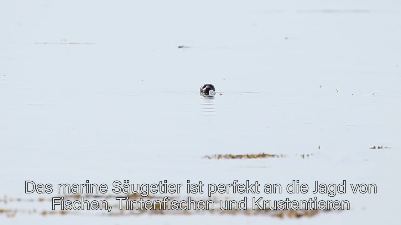 Seehunde auf Strynø im UNESCO Global Geopark Das Südfünische Inselmeer