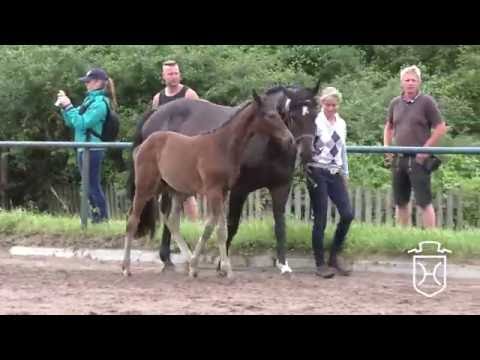 Holsteiner Fohlenchampionat 2016 - Stormarn-Lauenburg - Siegerhengstring