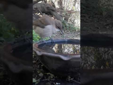 Birdday 056 Hornero 1806 2025