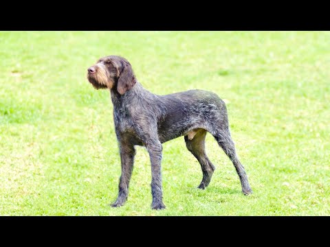 What You Need to Know Before Getting a German Wirehaired Pointer or German Shorthaired Pointer