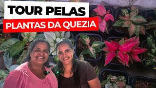 TOUR PELAS AGLAONEMAS DA QUEZIA | UMA COLEÇÃO LINDA E CHEIA DE VARIEDADES | DICAS DE COMO CULTIVAR