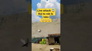 Download lagu Janu Meri Jaan (HD) | Shaan (1980) Song | Amitabh Bachchan | Parveen Babi | Kishore Kumar, Mohd Rafi mp3 Download lagu Janu Meri Jaan (HD) | Shaan (1980) Song | Amitabh Bachchan | Parveen Babi | Kishore Kumar, Mohd Rafi mp3