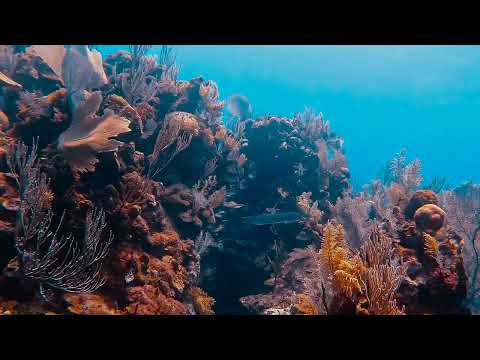 El Palacio Rosa Roatan