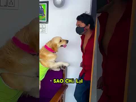 chú chó muốn ăn giày của ông chủ.