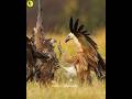 Eagle Vs Vulture Eagle Vulture Eaglevsvulture Animals Holofacts