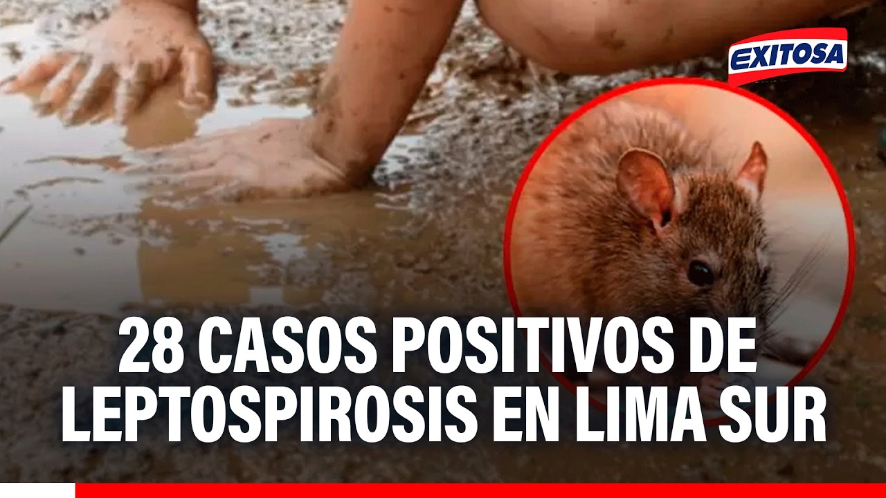 🔴🔵 Lima Sur registró 28 pacientes positivos de leptospirosis: “Todos ya salieron del cuadro”
