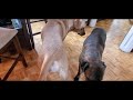 Receptive Female Dog