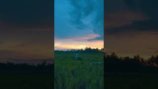 Download lagu Nih mentahan vidio buat story WA keren pemandangan sawah di sore hari mp3 Download lagu Nih mentahan vidio buat story WA keren pemandangan sawah di sore hari mp3