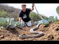 close call with black mamba in a cabbage field