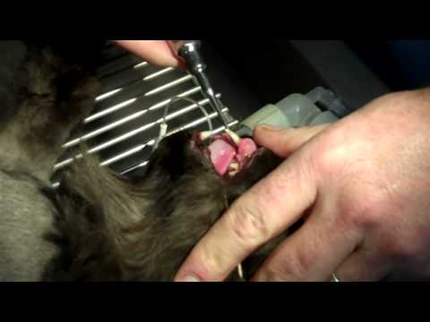 Kitty Cat Canine Tooth Extraction