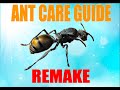 Polyrhachis Ant Care Guide REMAKE Ant Care Guide Presented By Ant Co
