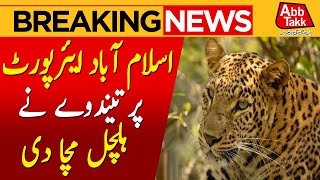 Wild Encounter! Leopard Found Near Islamabad Airport | Rescue Teams Deployed | AbbTakk News