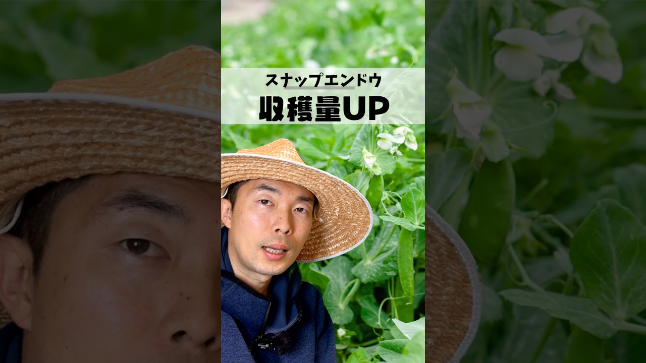 スナップえんどうの花が、咲いたら収穫量を倍にする3つの管理術！