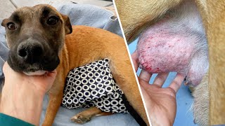 Foster Dog Mom Has Bad Infection... I’m worried