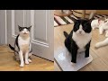 Try Not To Laugh New Funny Cats Video Tuxedo Cat Part 54