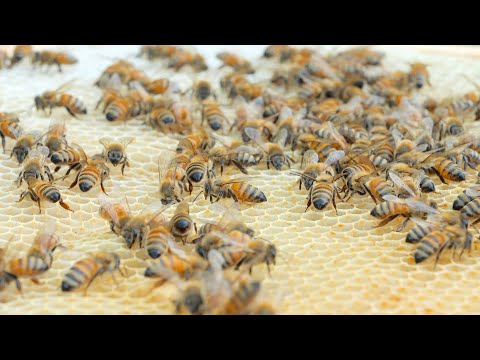 , title : '300만 마리 벌이 생산하는 벌꿀! 한국의 꿀 대량 생산 과정 / Korean honey mass production process.'