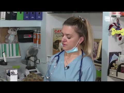Si të kujdesemi për breshkat në shtëpi – Këshillat e veterineres | Si në familje në RTSH