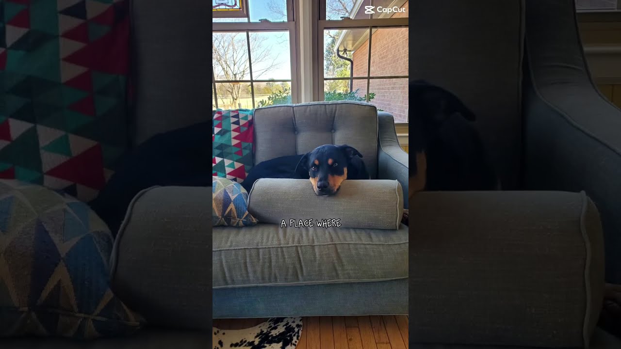 Enlarge Dexter, a Adoptable mixed breed in Waxhaw, NC video 5/6