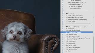 How to install Fur Babies Photoshop Actions V2 (for editing pets)