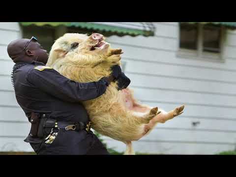 King Obstinate - Police Bring Back  Me Pig