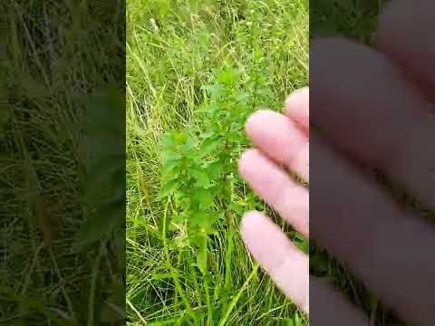 フィールドミント 植物