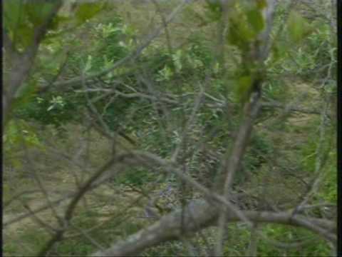 African Wild Dogs Pt 1