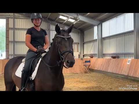 Young dressage horse for sale in Germany! Trakehner gelding, *2019, by Kentucky - Hertug